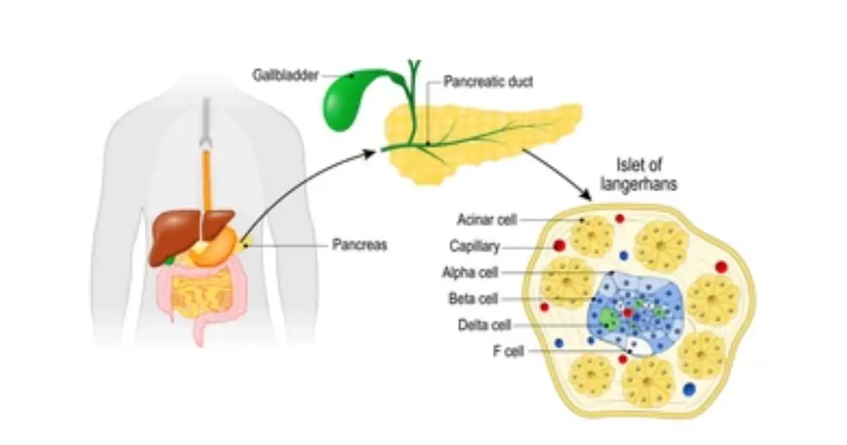 important food helps repair beta cells and produce insulin in diabetic patients