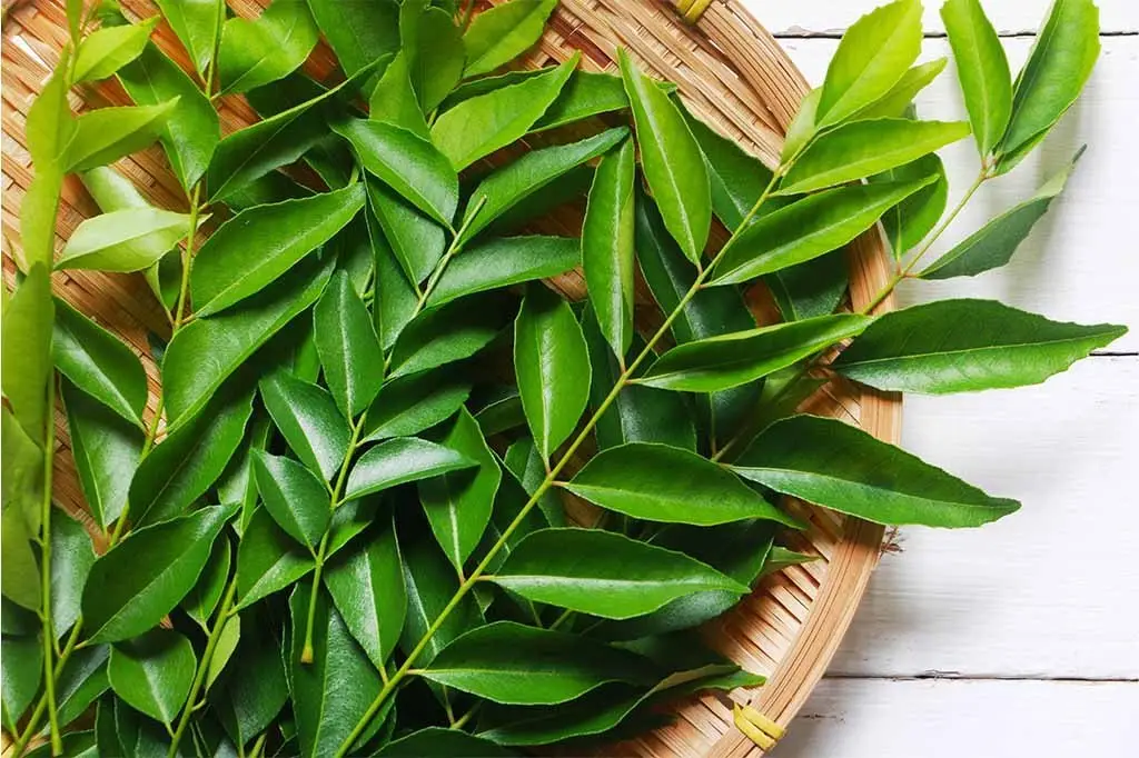 The Incredible Health Benefits of Curry Leaves: A Nutritious Addition to Your Diet