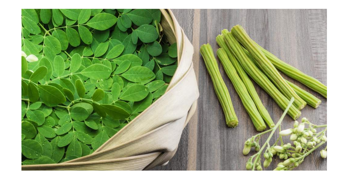 Unlock the Power of Moringa: Nutritional Benefits, Health Perks, and Environmental Impact