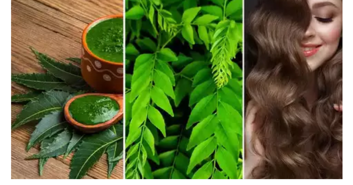 The Wonders of Neem Leaves: Nature’s Gift to Health and Well-being